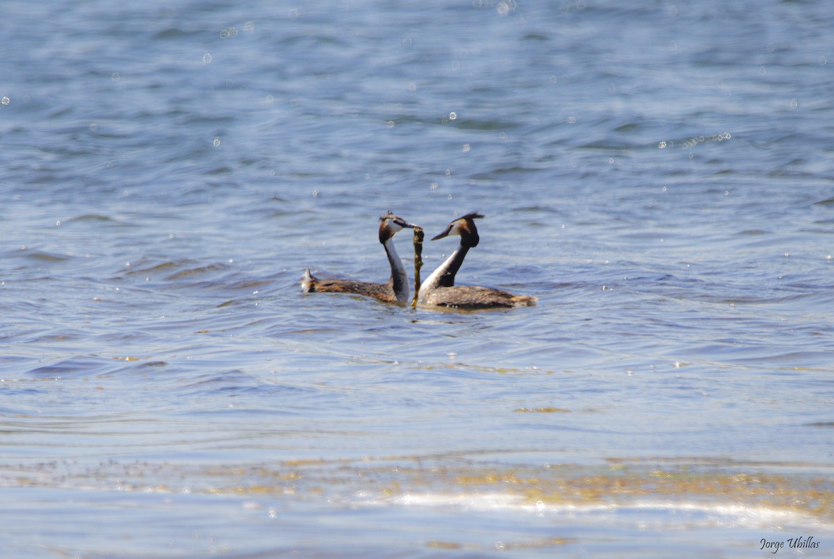 Great Crested Grebe - ML619358815