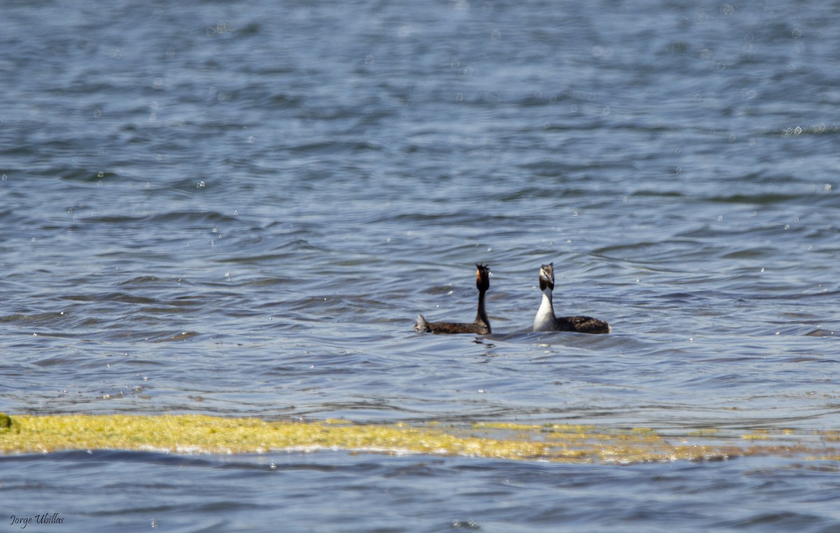 Great Crested Grebe - ML619358817