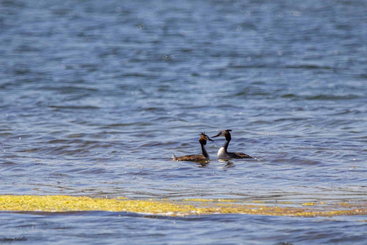 Great Crested Grebe - ML619358818