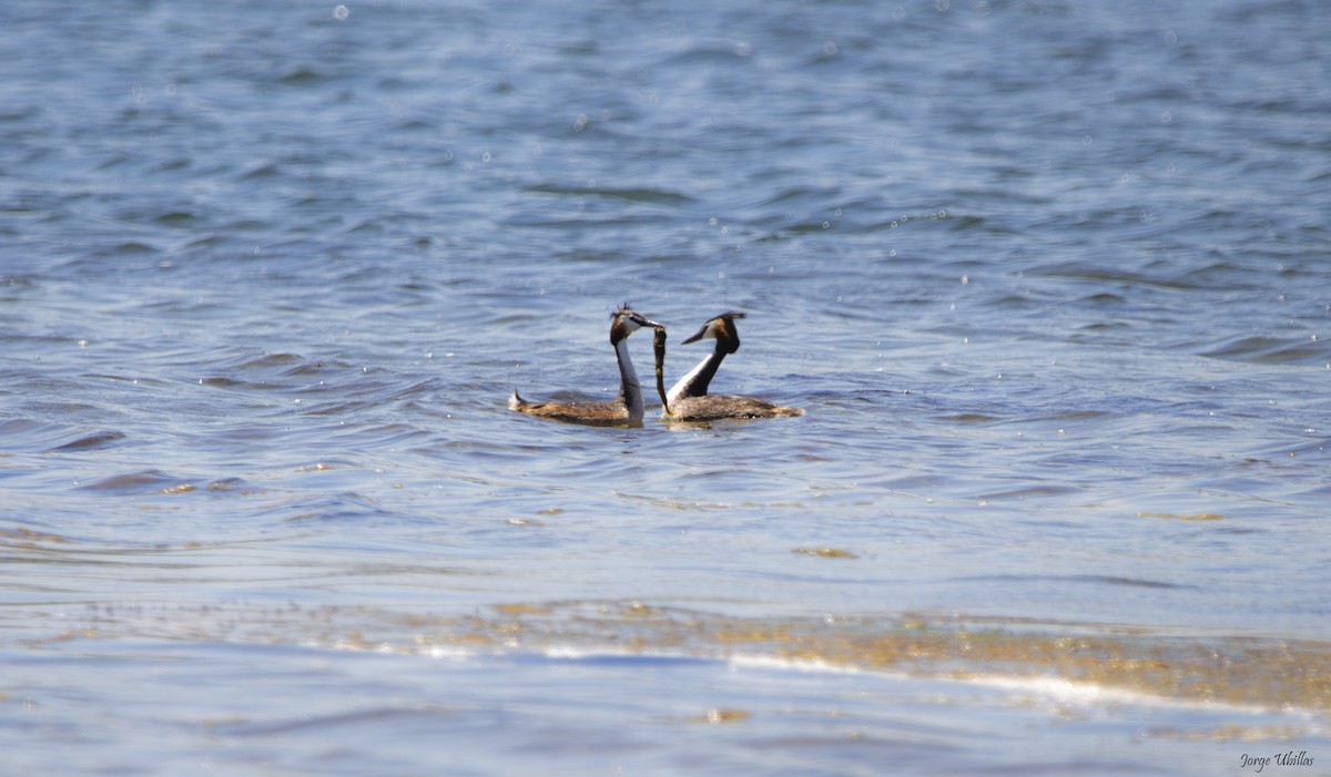 Great Crested Grebe - ML619358819