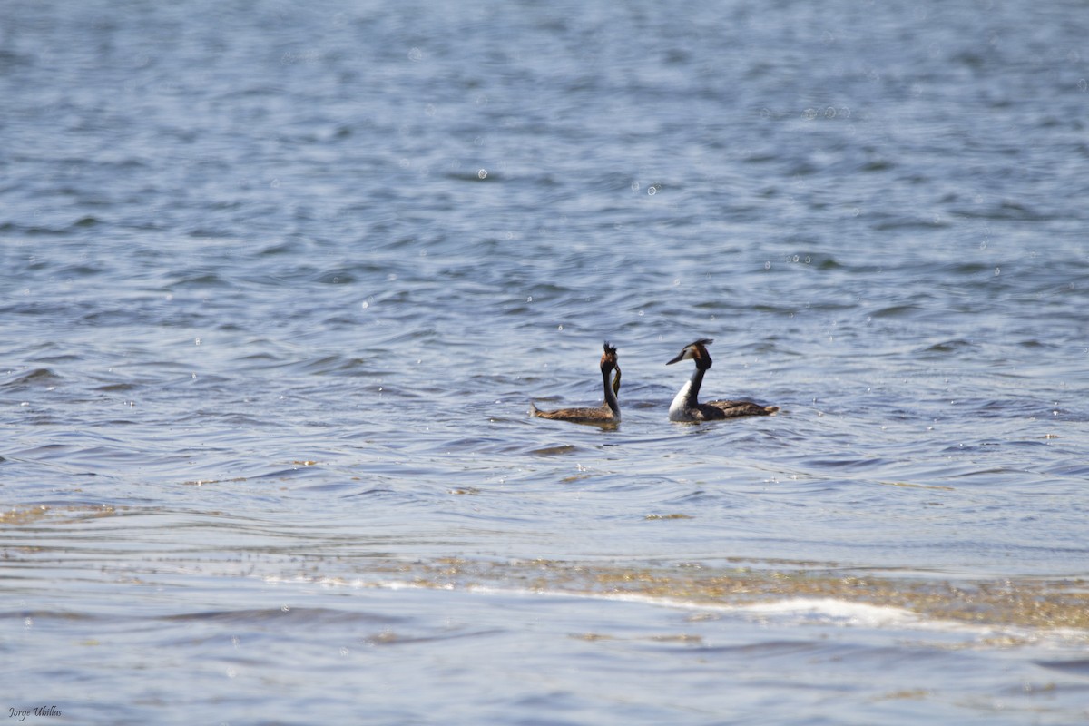 Great Crested Grebe - ML619358820