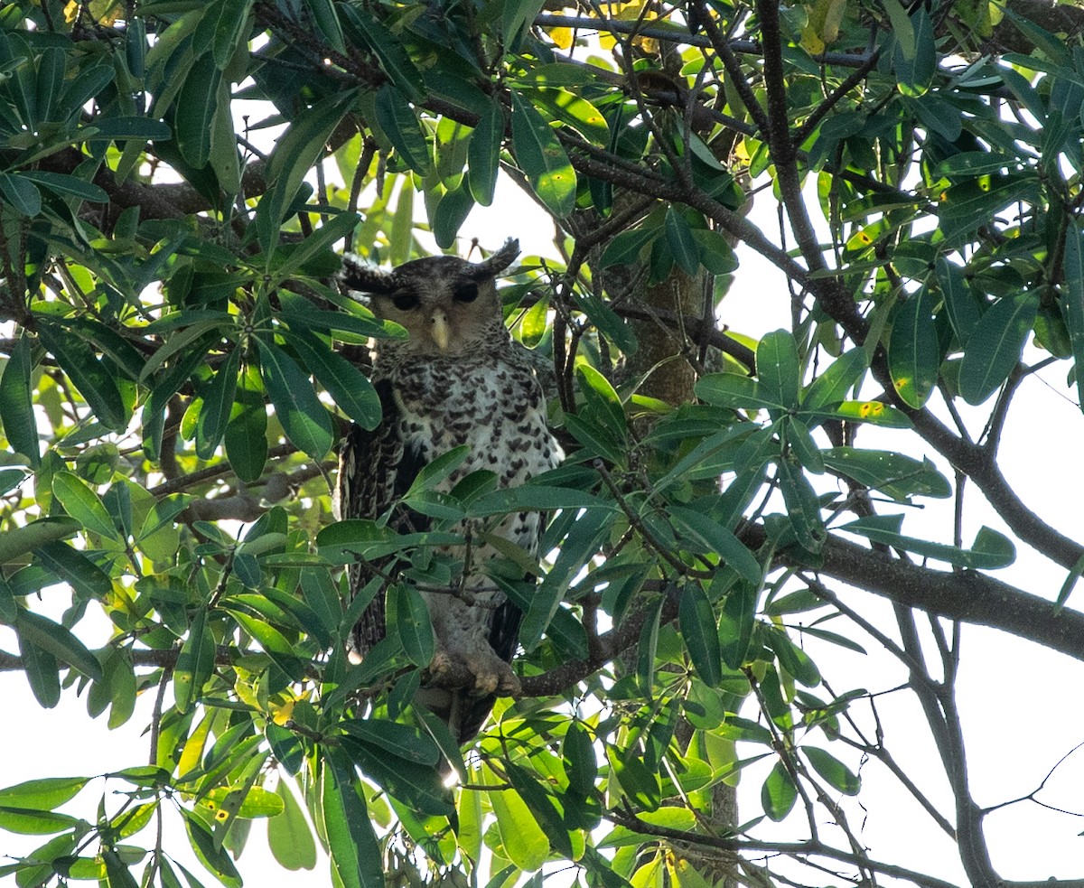 Spot-bellied Eagle-Owl - ML619358837