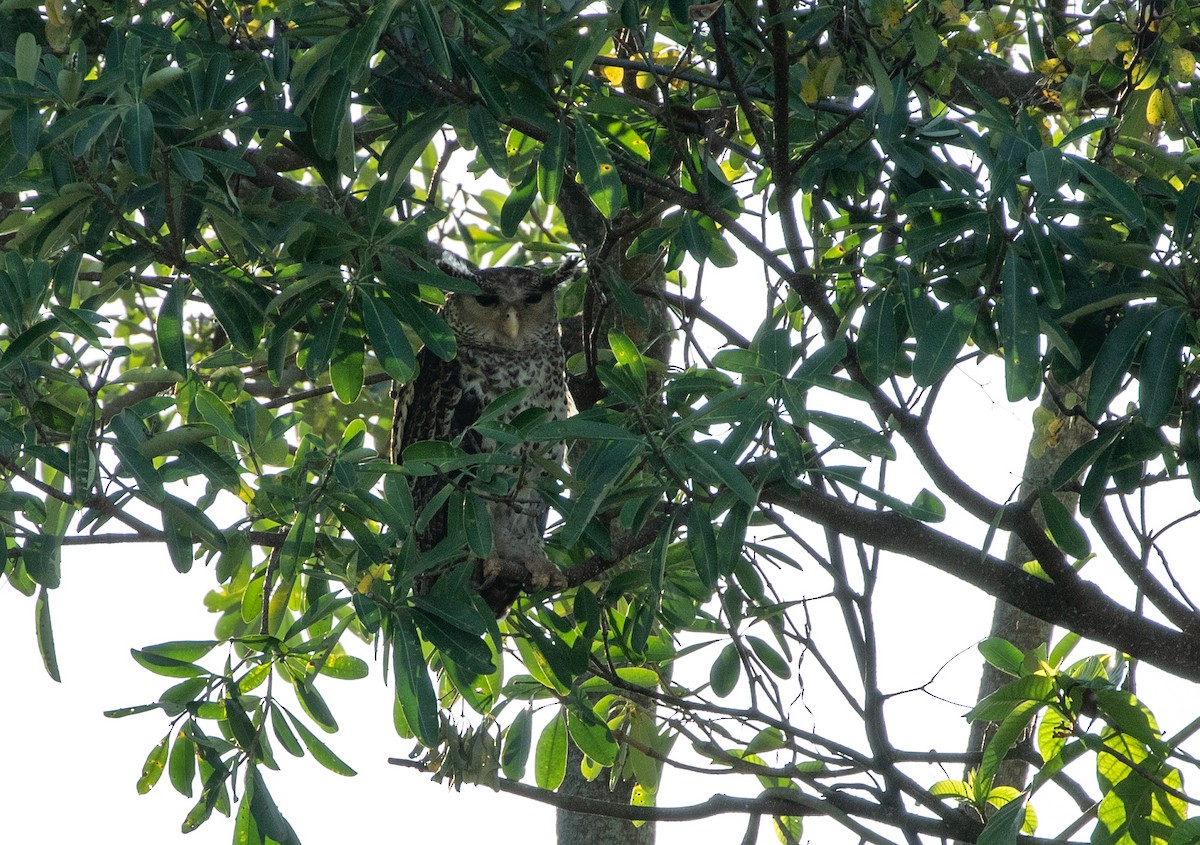 Spot-bellied Eagle-Owl - ML619358838
