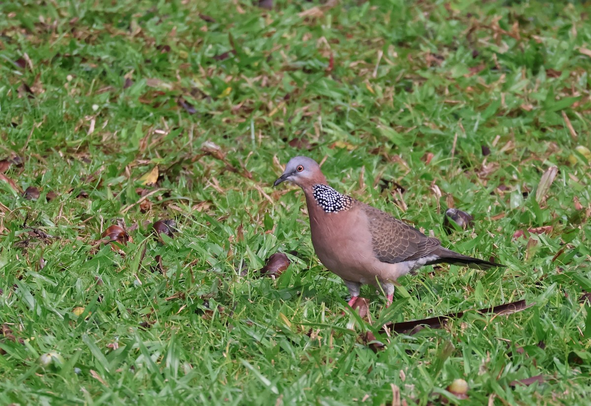 Spotted Dove - ML619358866