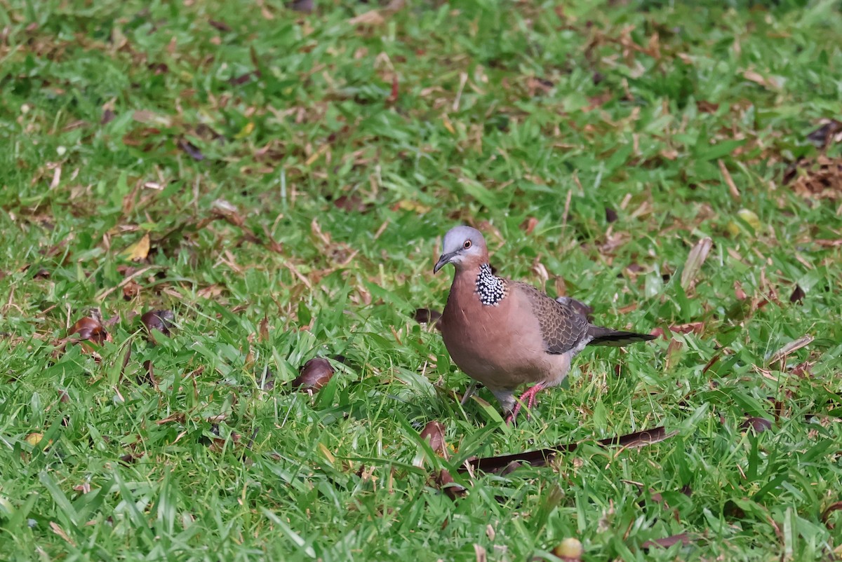 Spotted Dove - ML619358867