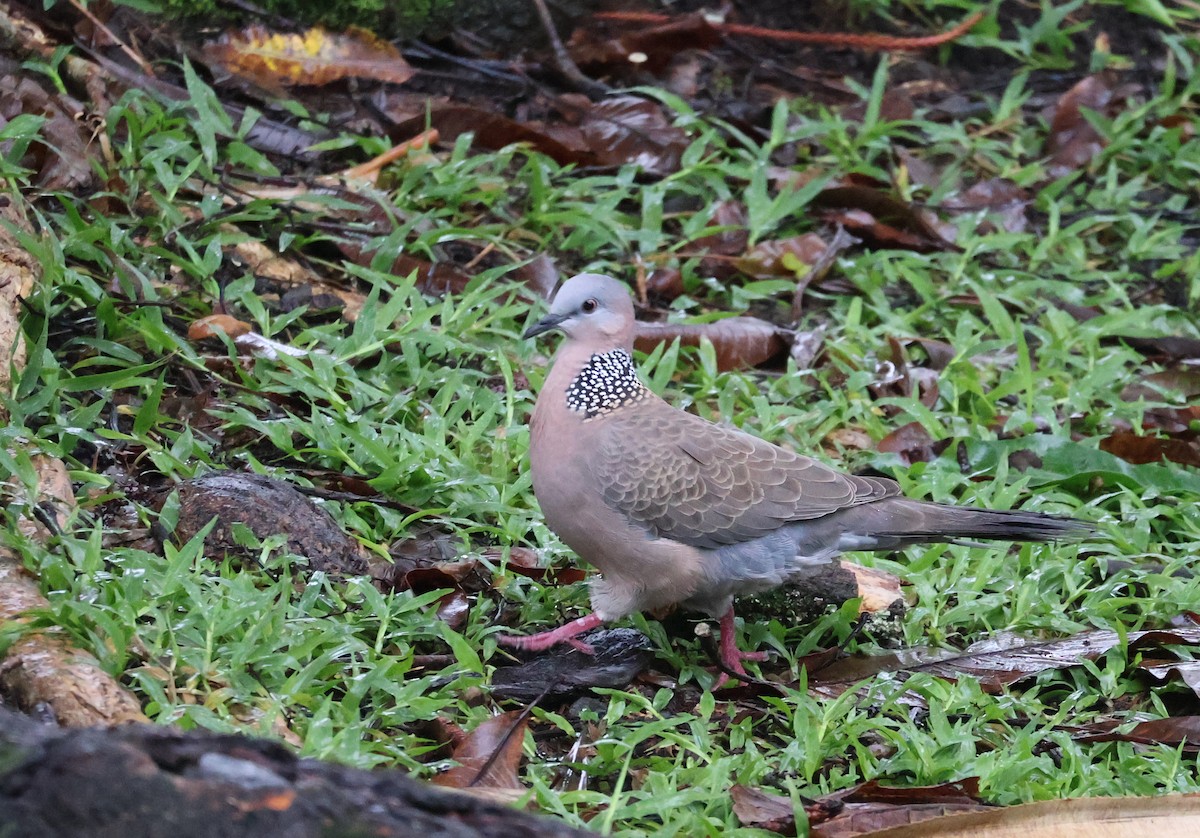 Spotted Dove - ML619358868