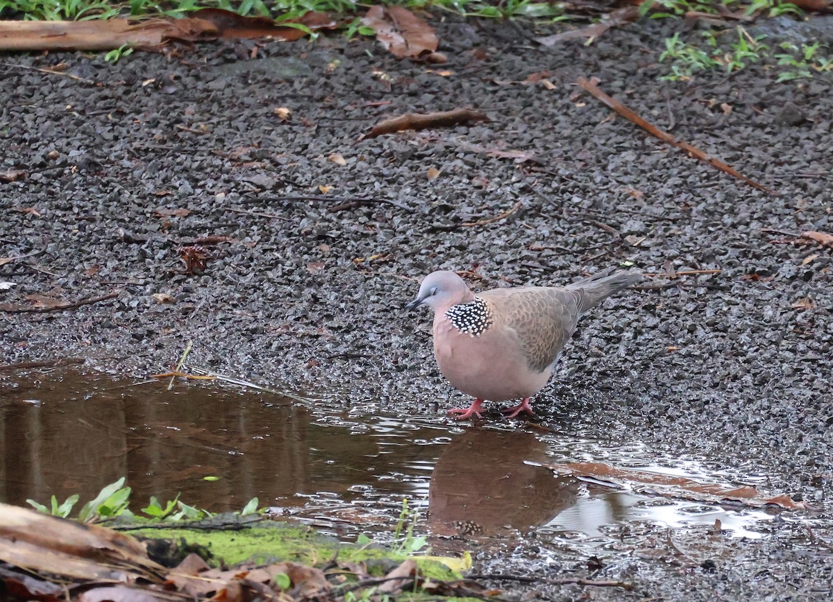 Spotted Dove - ML619358869