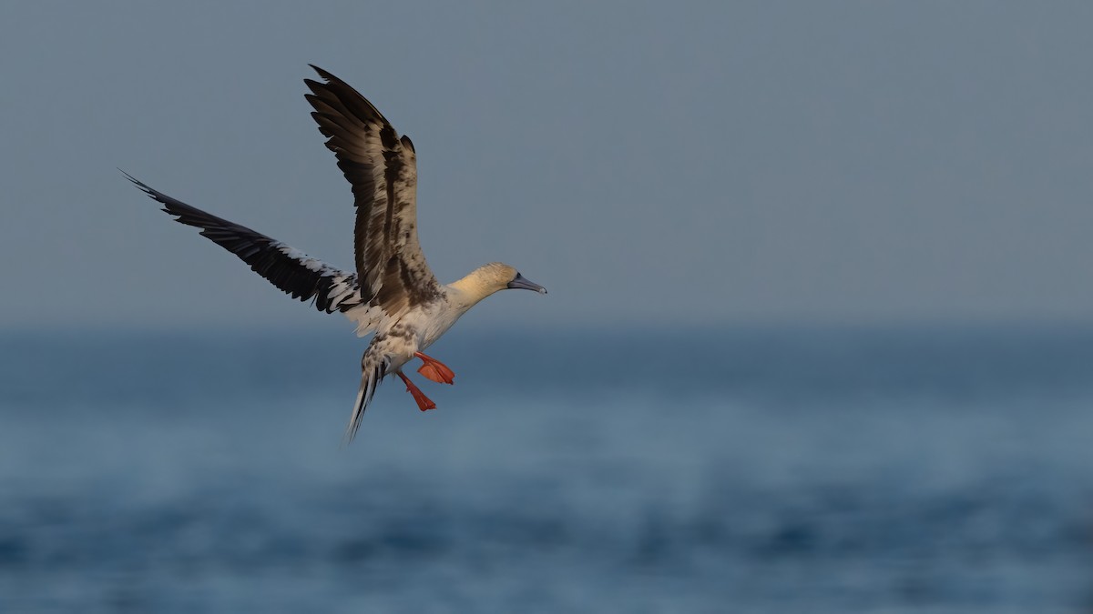 Red-footed Booby - ML619358918