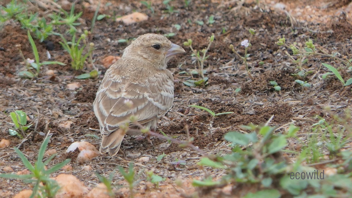 Ashy-crowned Sparrow-Lark - ML619358924