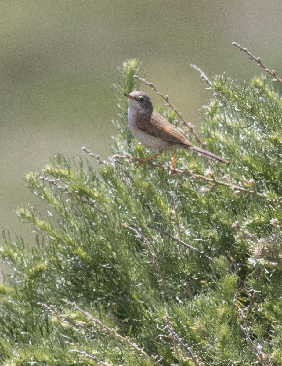 Spectacled Warbler - ML619358935