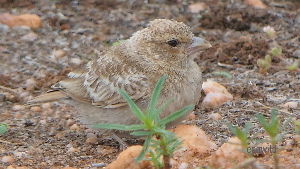Ashy-crowned Sparrow-Lark - ML619358936