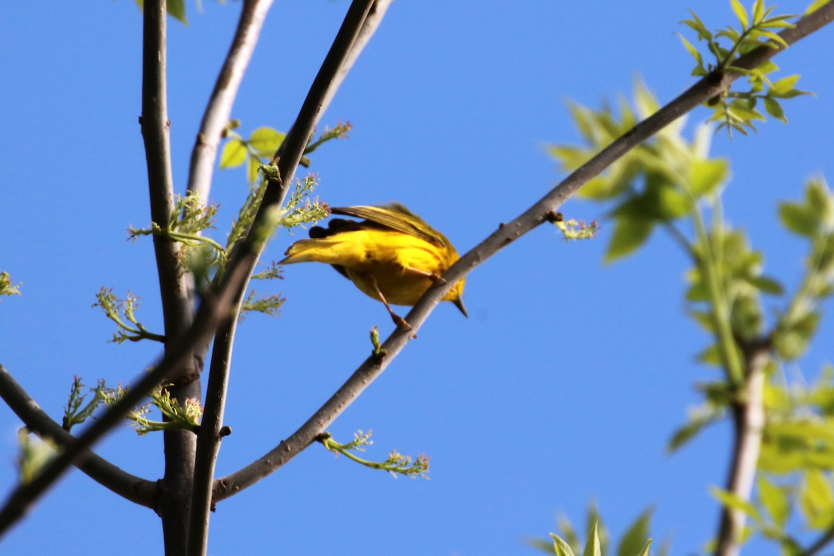 Yellow Warbler - ML619359016