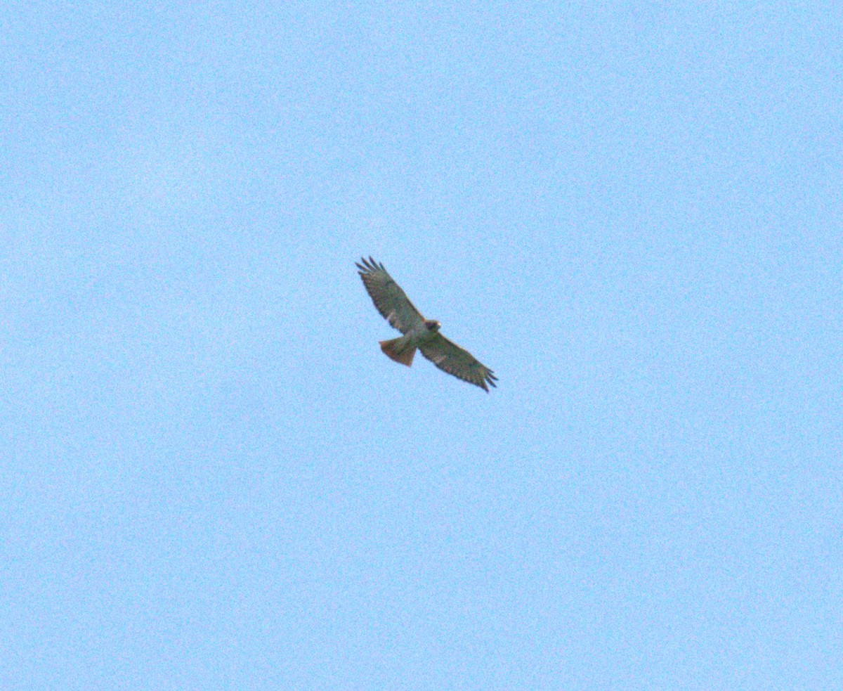 Red-tailed Hawk - ML619359028