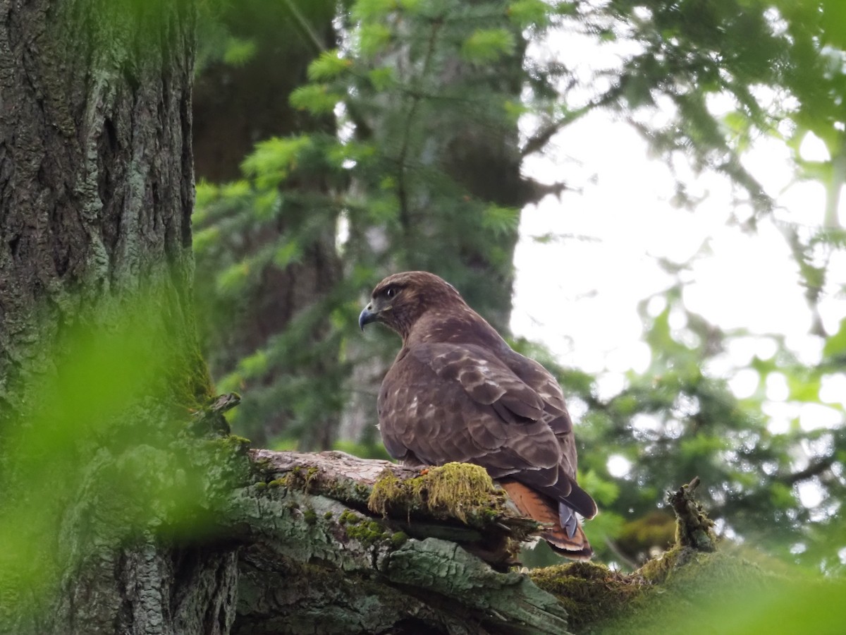 Red-tailed Hawk - ML619359076