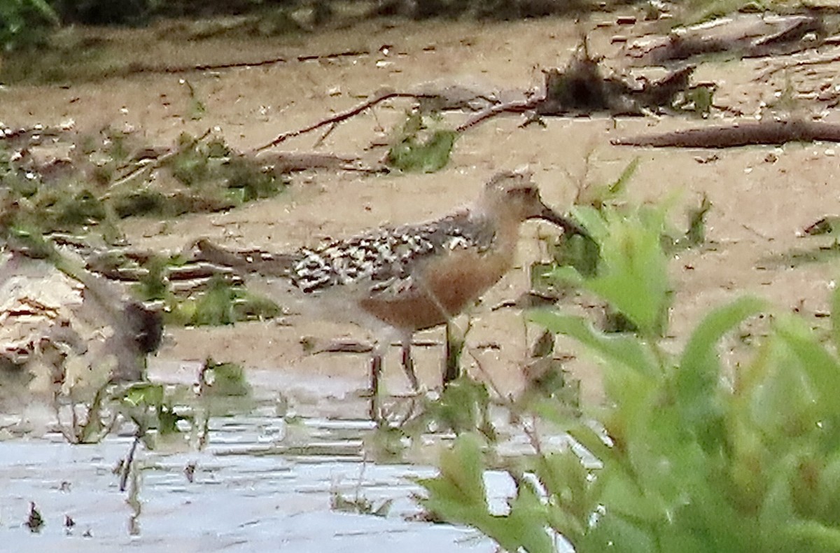 Red Knot - ML619359087