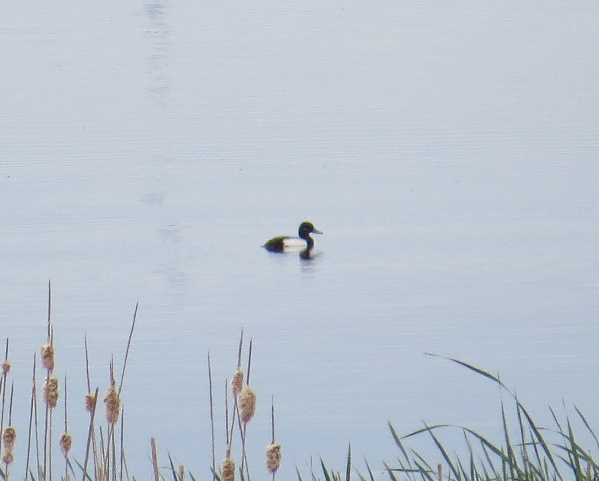 Greater Scaup - ML619359091