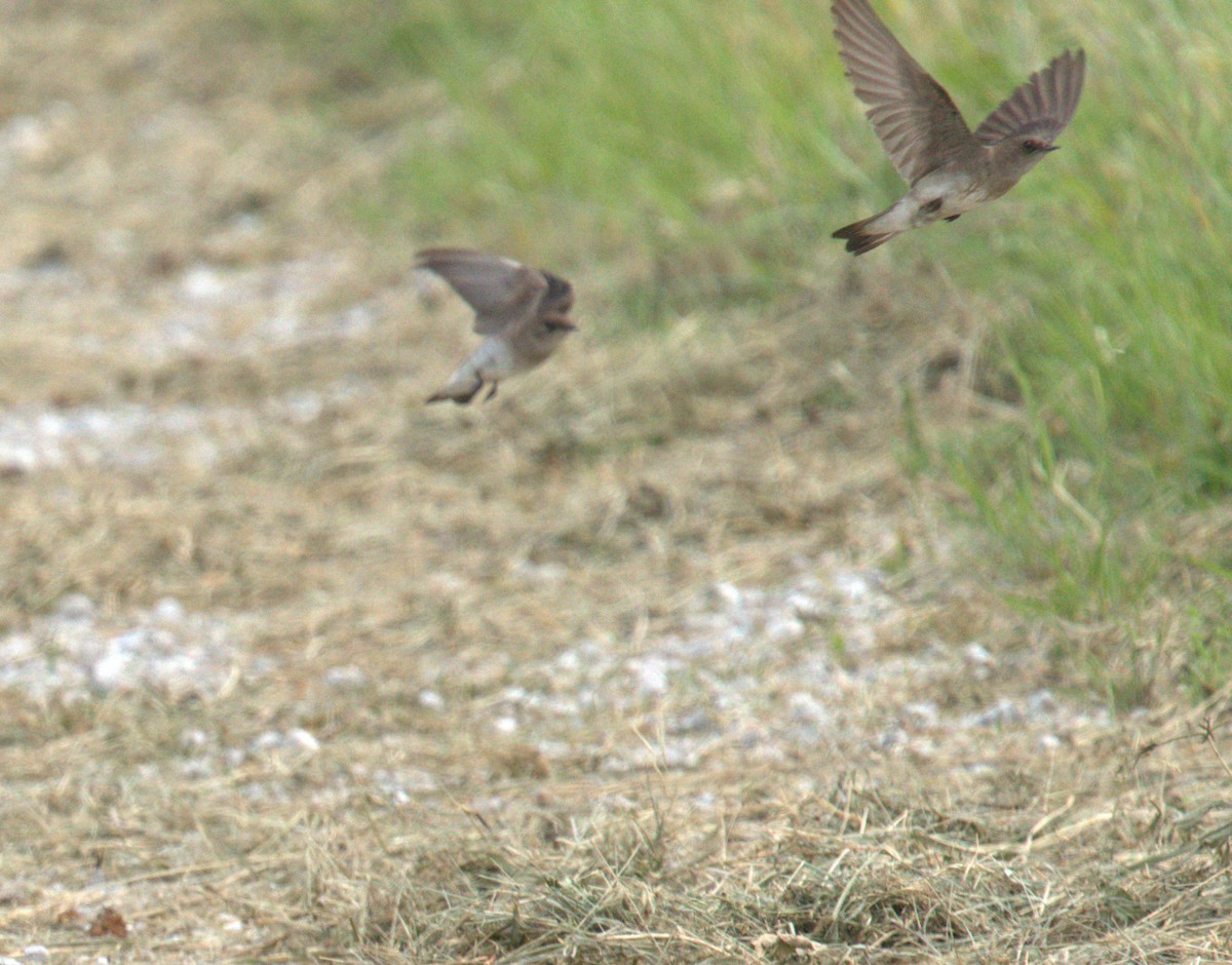 Northern Rough-winged Swallow - ML619359097