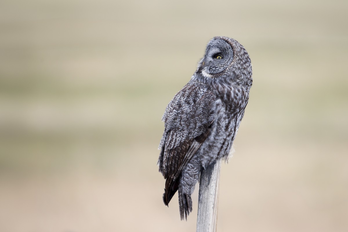 Great Gray Owl - ML619359134