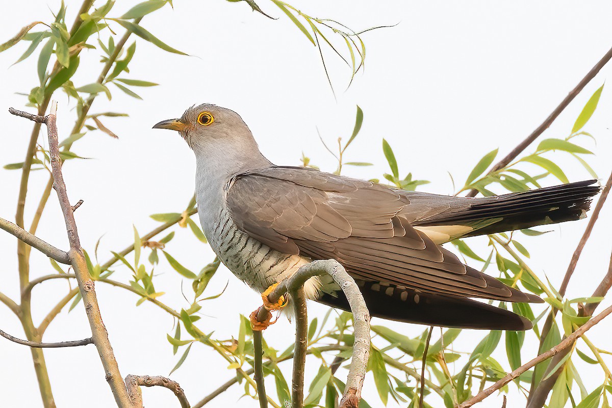 Common Cuckoo - ML619359225
