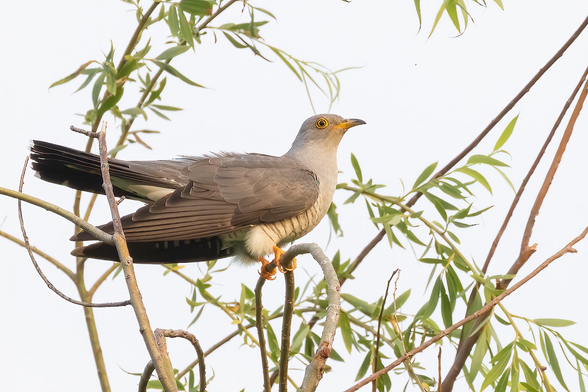 Common Cuckoo - ML619359226