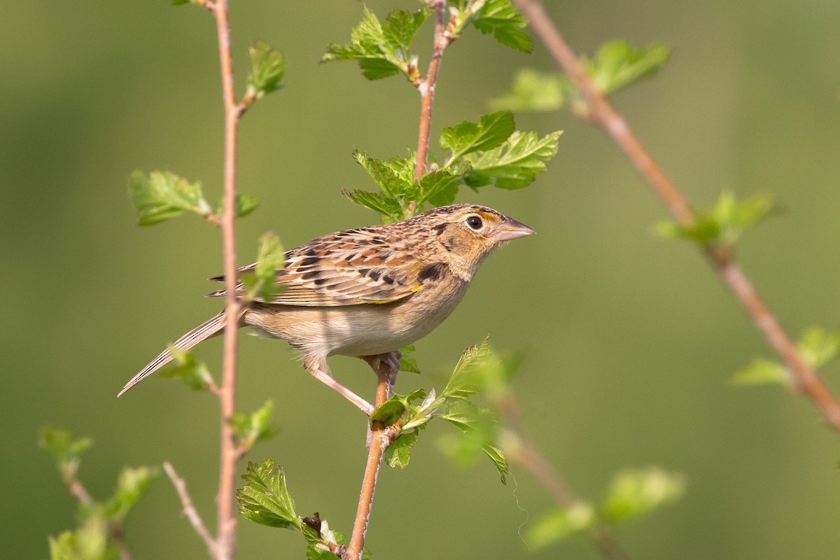 Grasshopper Sparrow - ML619359262