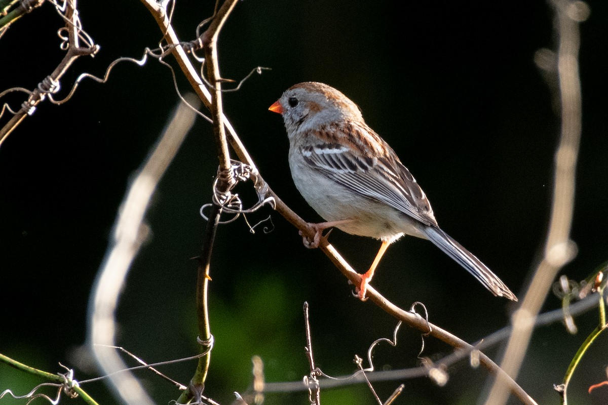 Field Sparrow - ML619359303