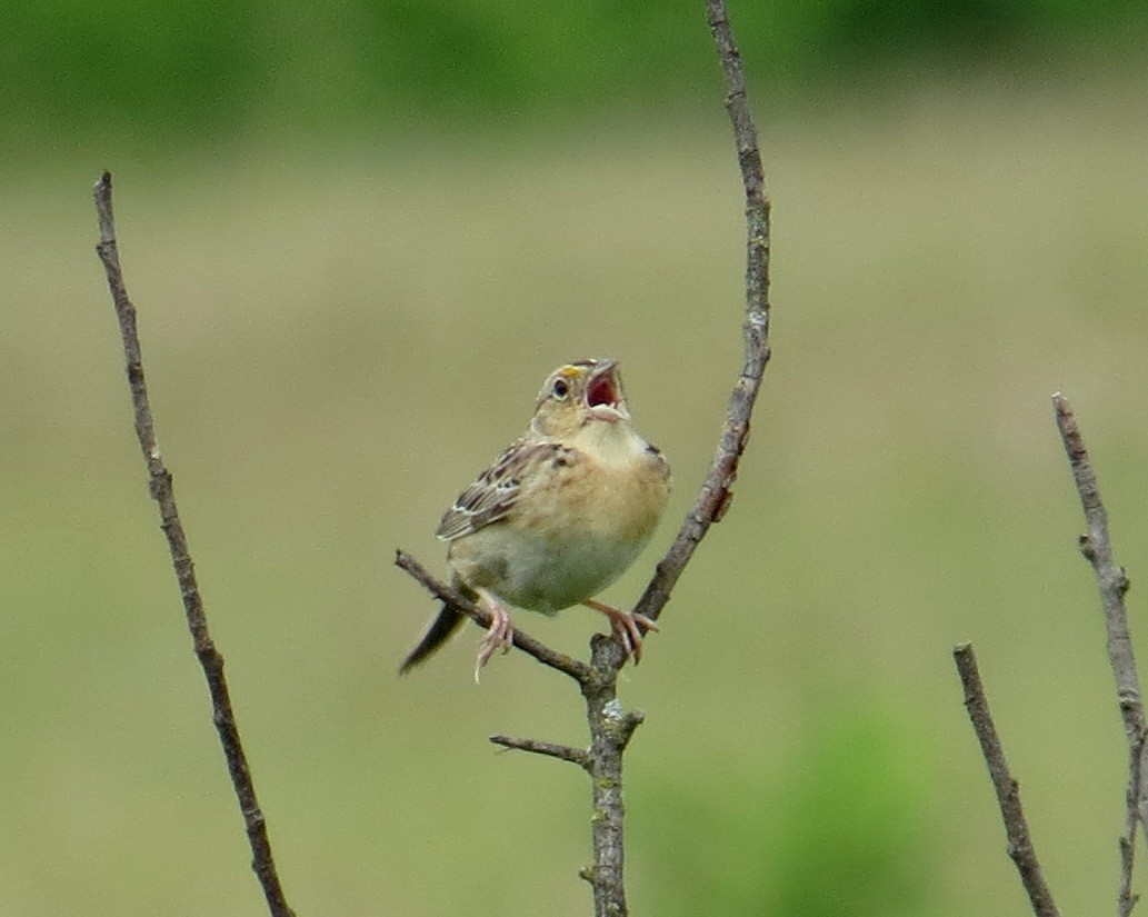Grasshopper Sparrow - ML619359304