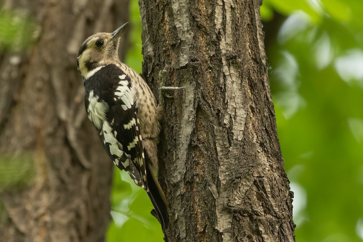 Gray-capped Pygmy Woodpecker - ML619359315