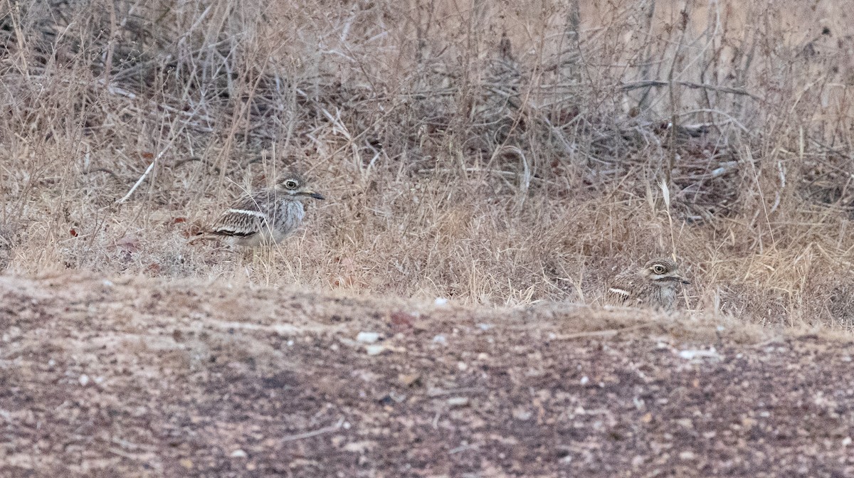 Indian Thick-knee - ML619359332