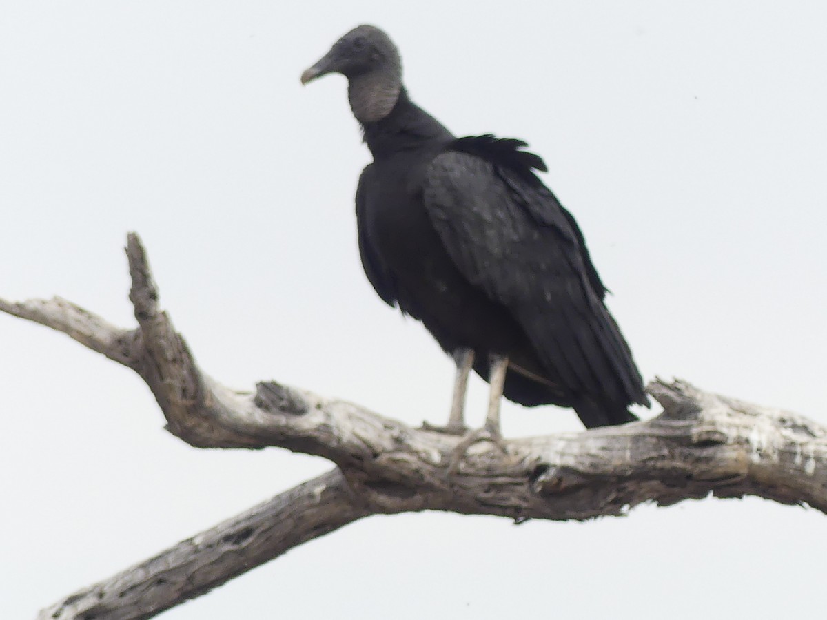 Black Vulture - ML619359364