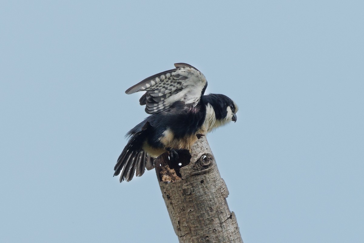 White-fronted Falconet - ML619359382