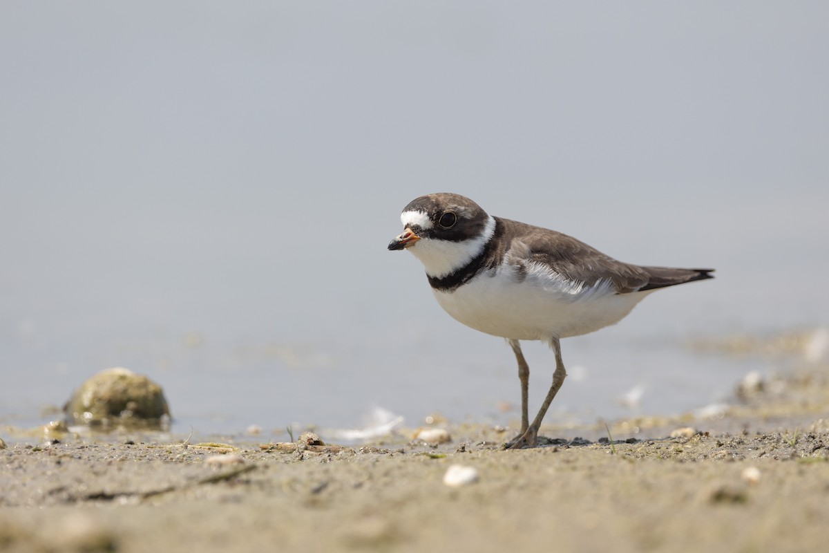 Semipalmated Plover - ML619359384