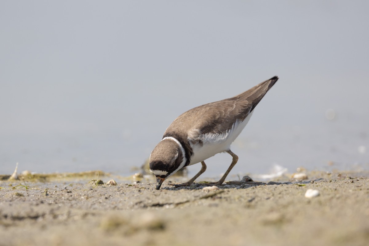 Semipalmated Plover - ML619359385
