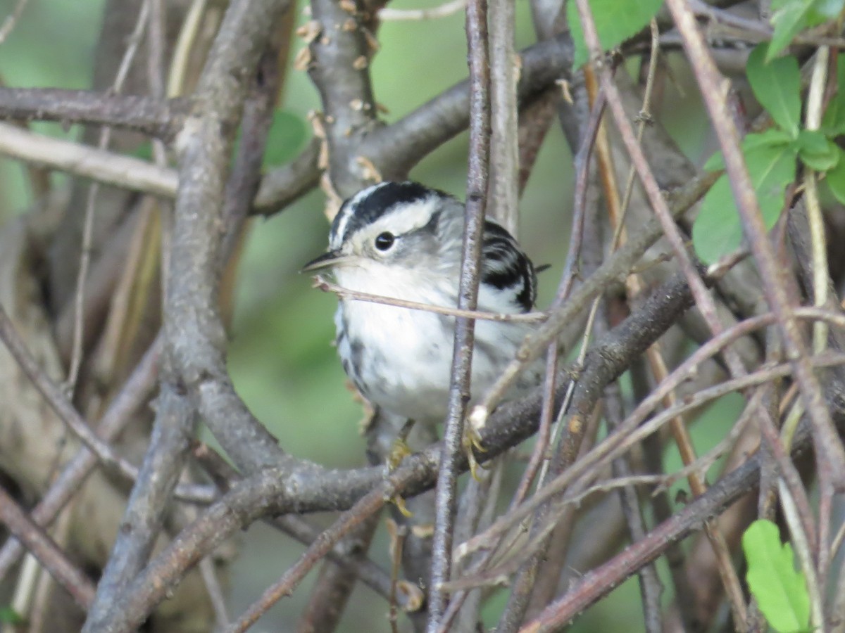 Black-and-white Warbler - ML619359421