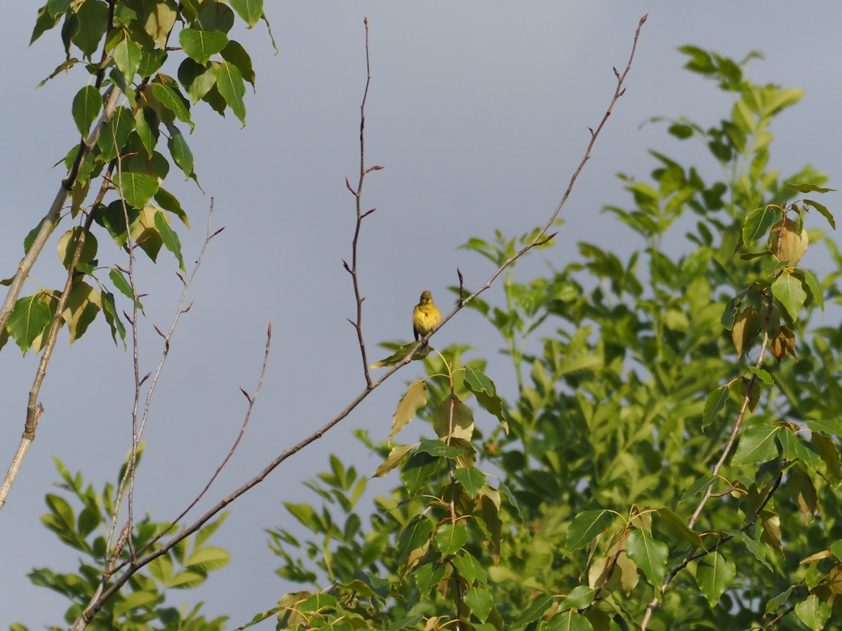 Yellow Warbler (Northern) - ML619359429
