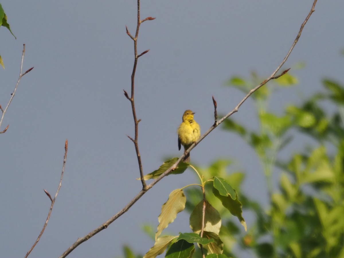 Yellow Warbler (Northern) - ML619359430