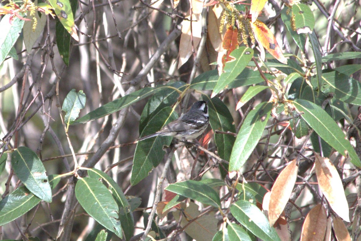 Black-throated Gray Warbler - ML619359490