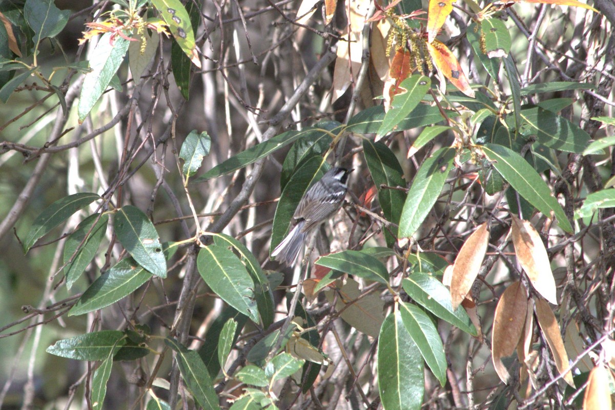 Black-throated Gray Warbler - ML619359491
