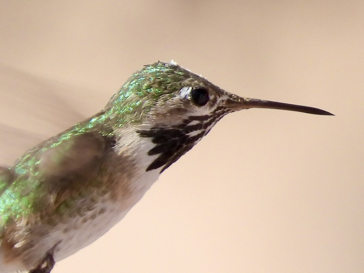 Calliope Hummingbird - ML619359523