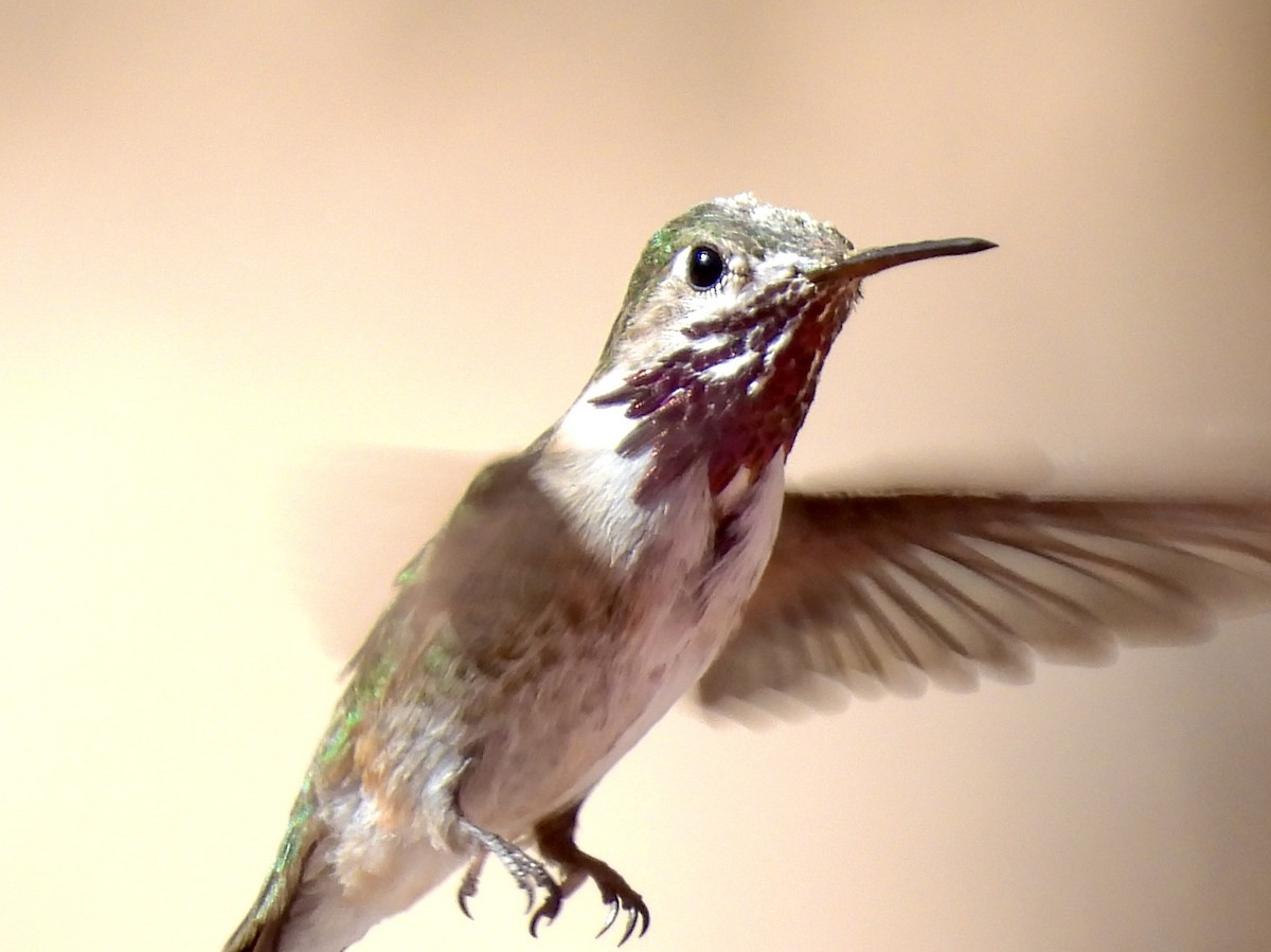 Calliope Hummingbird - ML619359524
