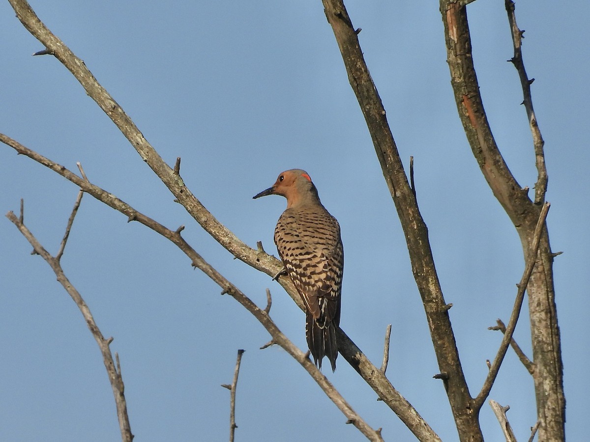 Northern Flicker (Yellow-shafted) - ML619359573