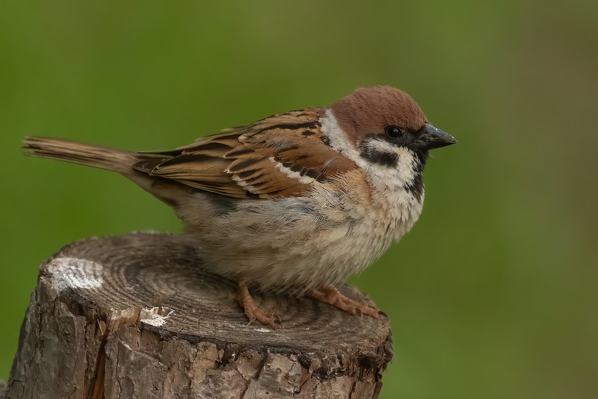 Eurasian Tree Sparrow - ML619359582