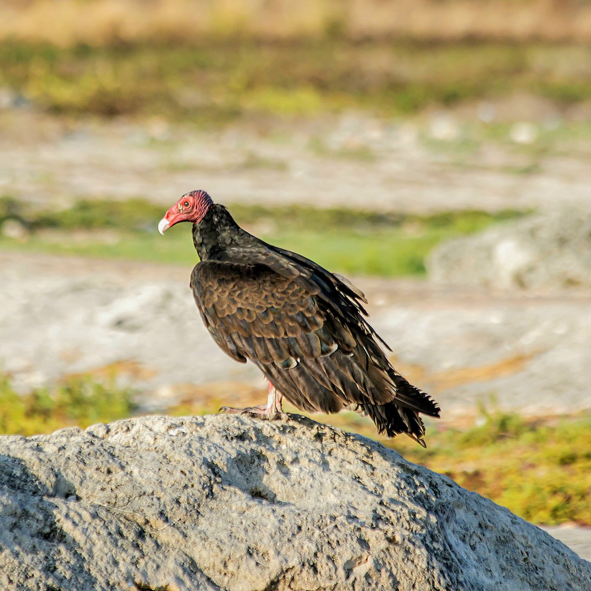 Turkey Vulture - ML619359585