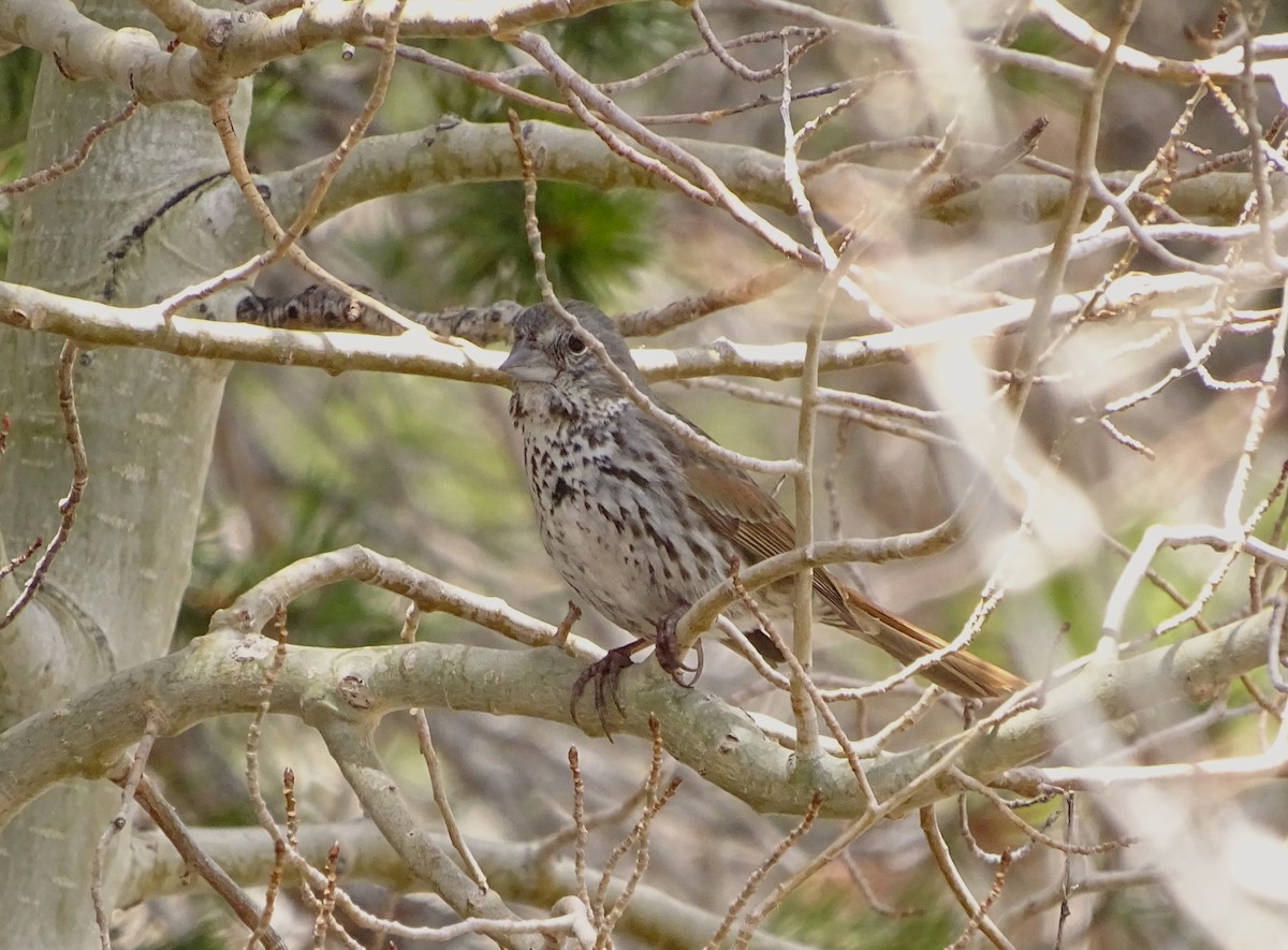Fox Sparrow (Thick-billed) - ML619359589