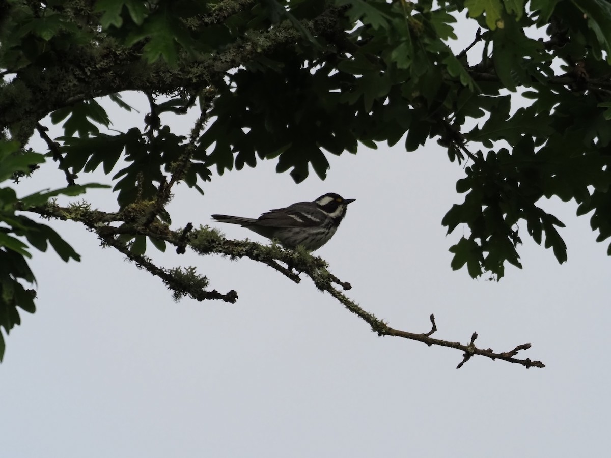 Black-throated Gray Warbler - ML619359610