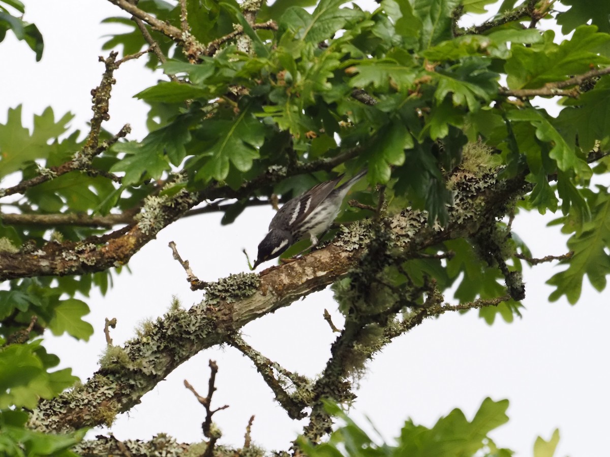 Black-throated Gray Warbler - ML619359611