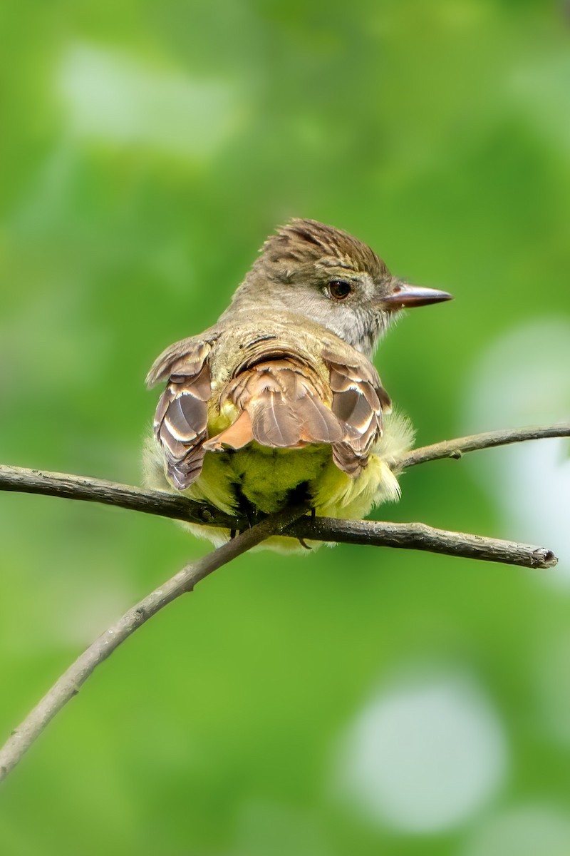 Great Crested Flycatcher - ML619359612