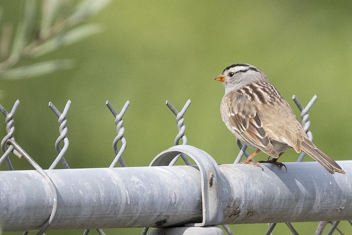 White-crowned Sparrow - ML619359630