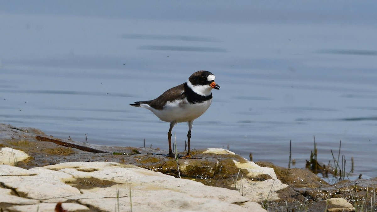 Semipalmated Plover - ML619359638
