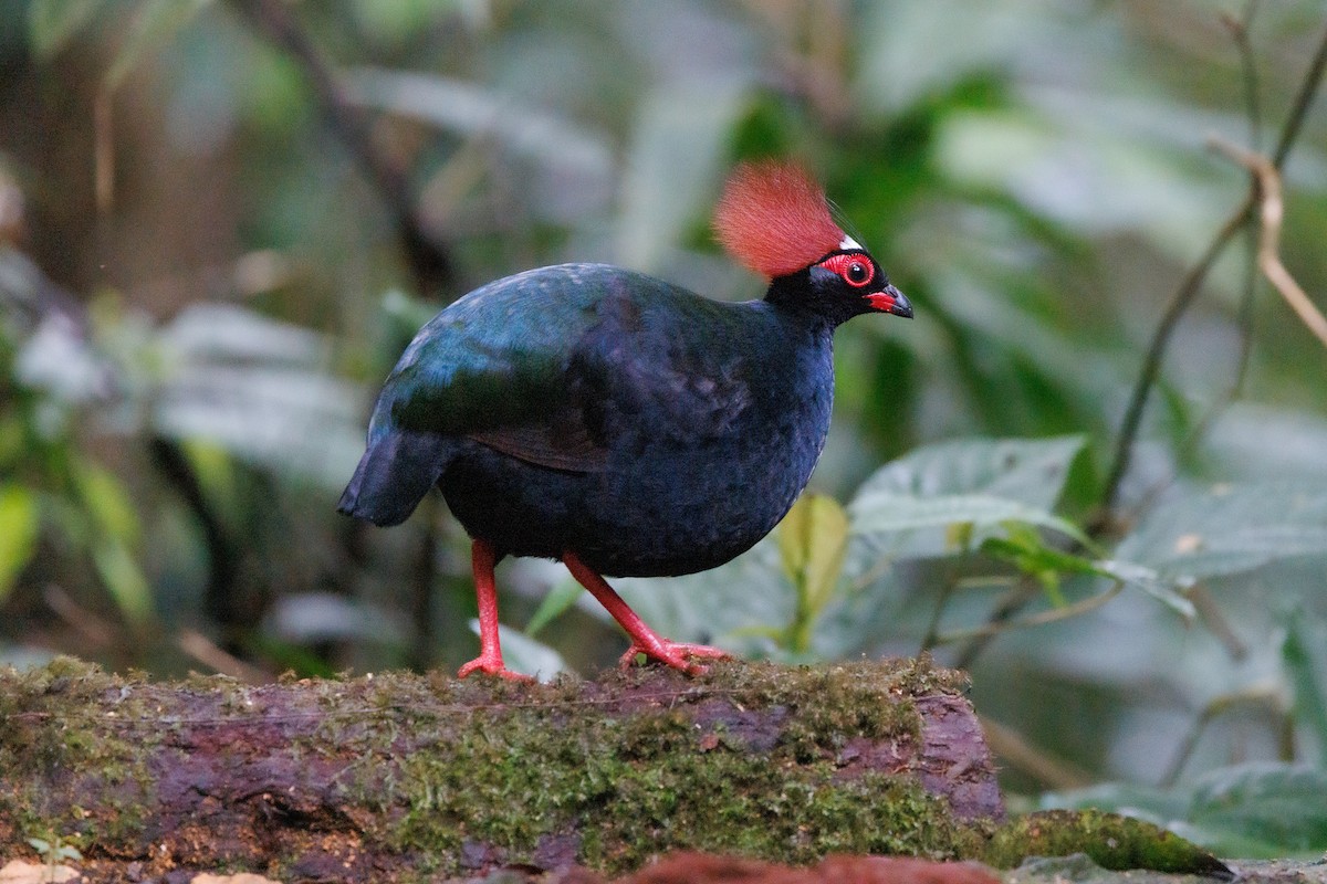 Crested Partridge - ML619359668